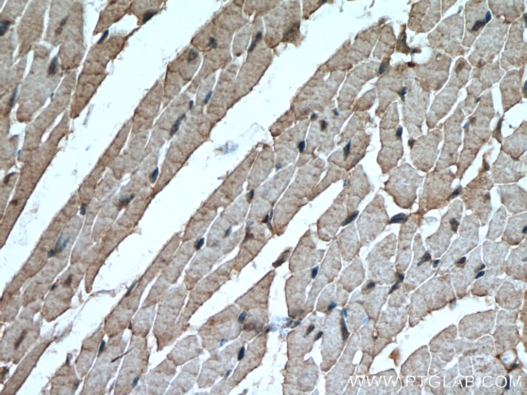 IHC staining of mouse heart using 19977-1-AP