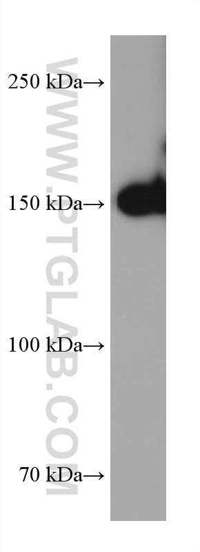 Western Blot (WB) analysis of H9C2 cells using MYBPC3 Monoclonal antibody (67608-1-Ig)