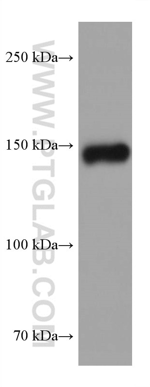 Western Blot (WB) analysis of rabbit heart tissue using MYBPC3 Monoclonal antibody (67608-1-Ig)