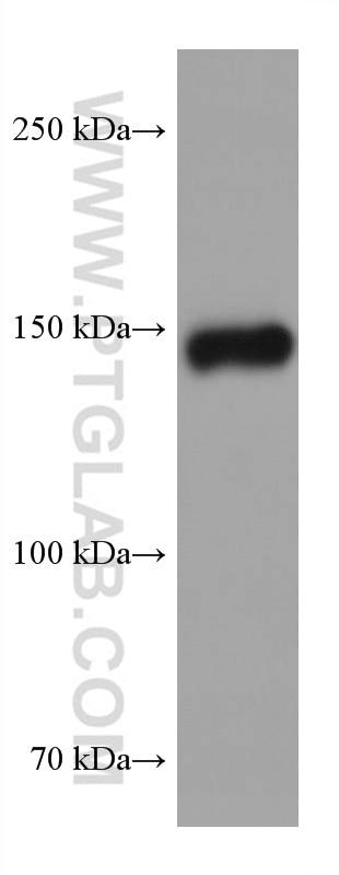 Western Blot (WB) analysis of rabbit heart tissue using MYBPC3 Monoclonal antibody (67608-1-Ig)