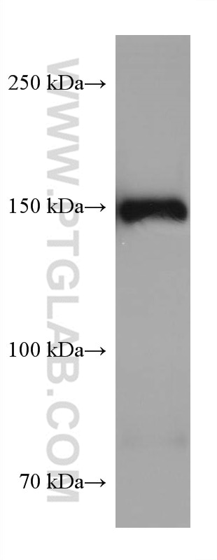 Western Blot (WB) analysis of pig heart tissue using MYBPC3 Monoclonal antibody (67608-1-Ig)