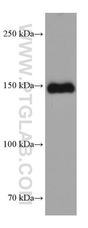 Western Blot (WB) analysis of mouse heart tissue using MYBPC3 Monoclonal antibody (67608-1-Ig)