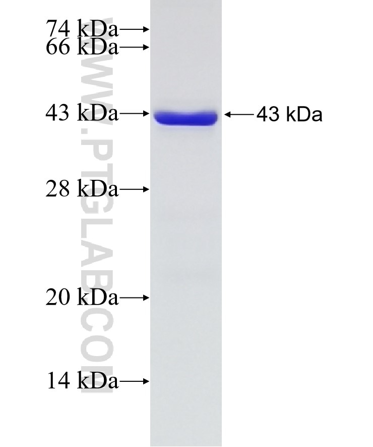 MYBPC3 fusion protein Ag15848 SDS-PAGE