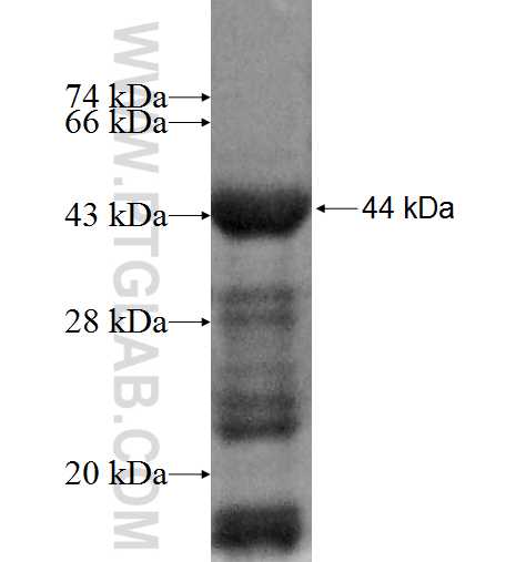 MYBPH fusion protein Ag6465 SDS-PAGE