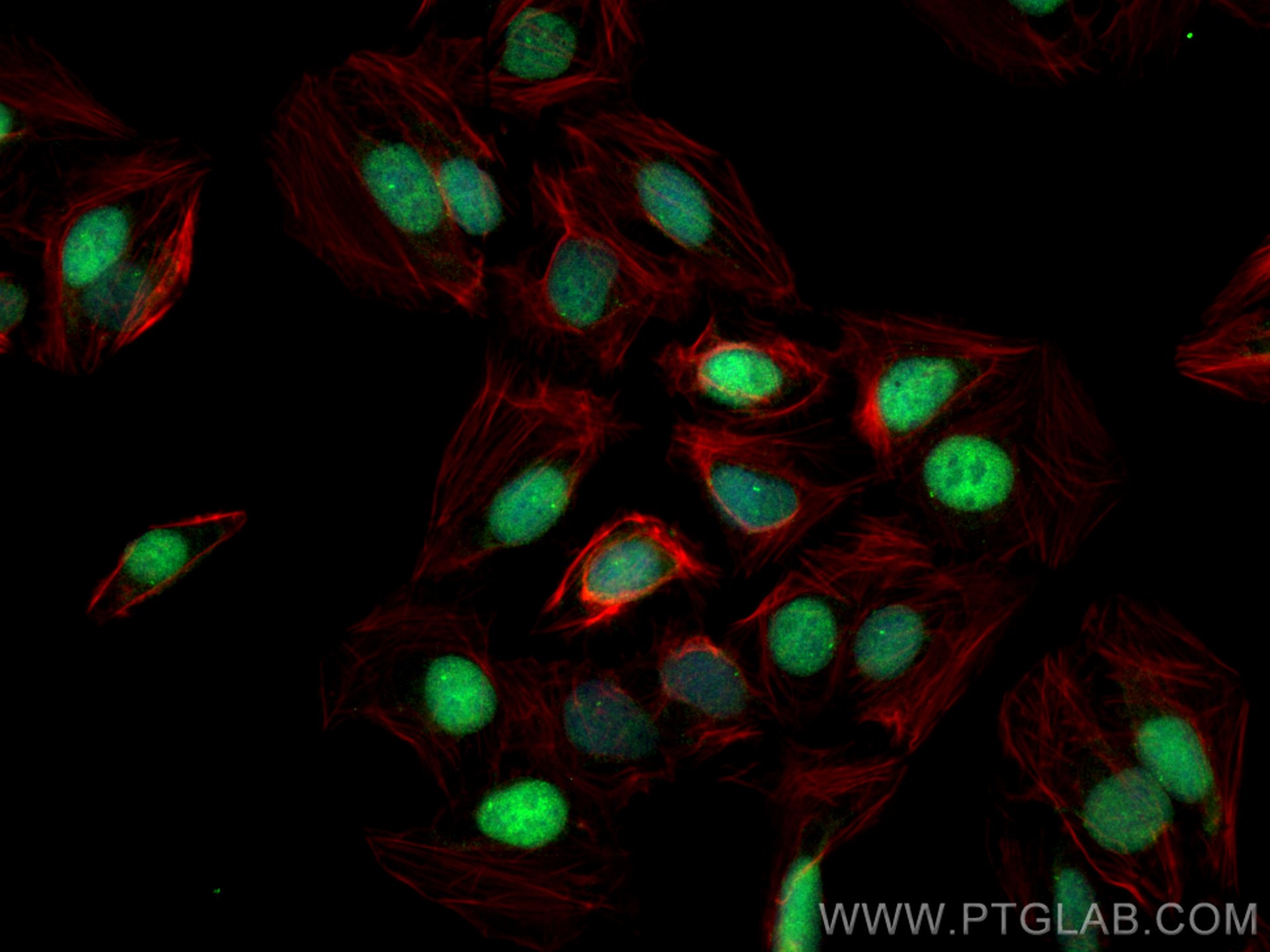 Immunofluorescence (IF) / fluorescent staining of U2OS cells using c-MYC Polyclonal antibody (10828-1-AP)
