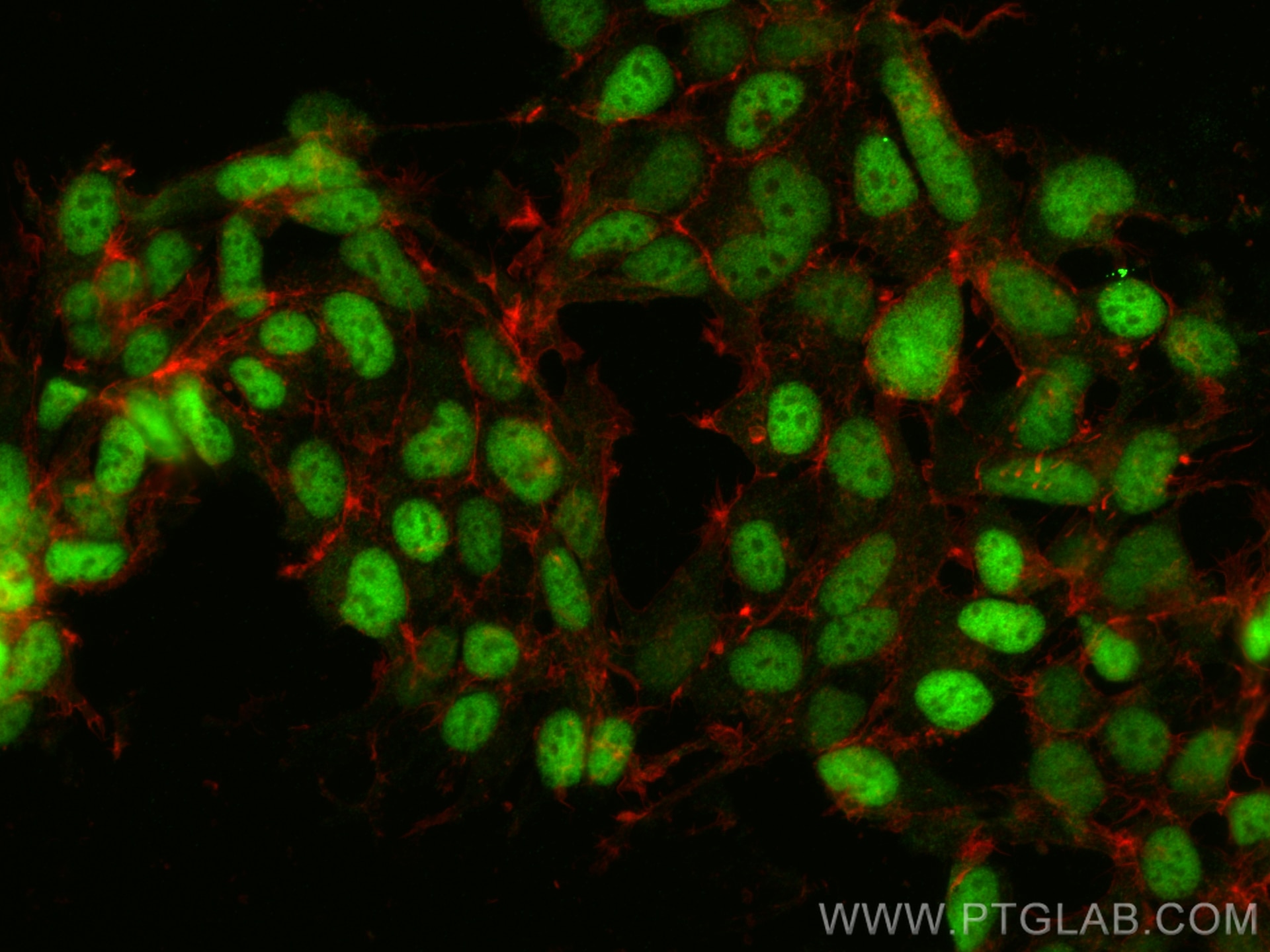 Immunofluorescence (IF) / fluorescent staining of HEK-293 cells using c-MYC Polyclonal antibody (10828-1-AP)