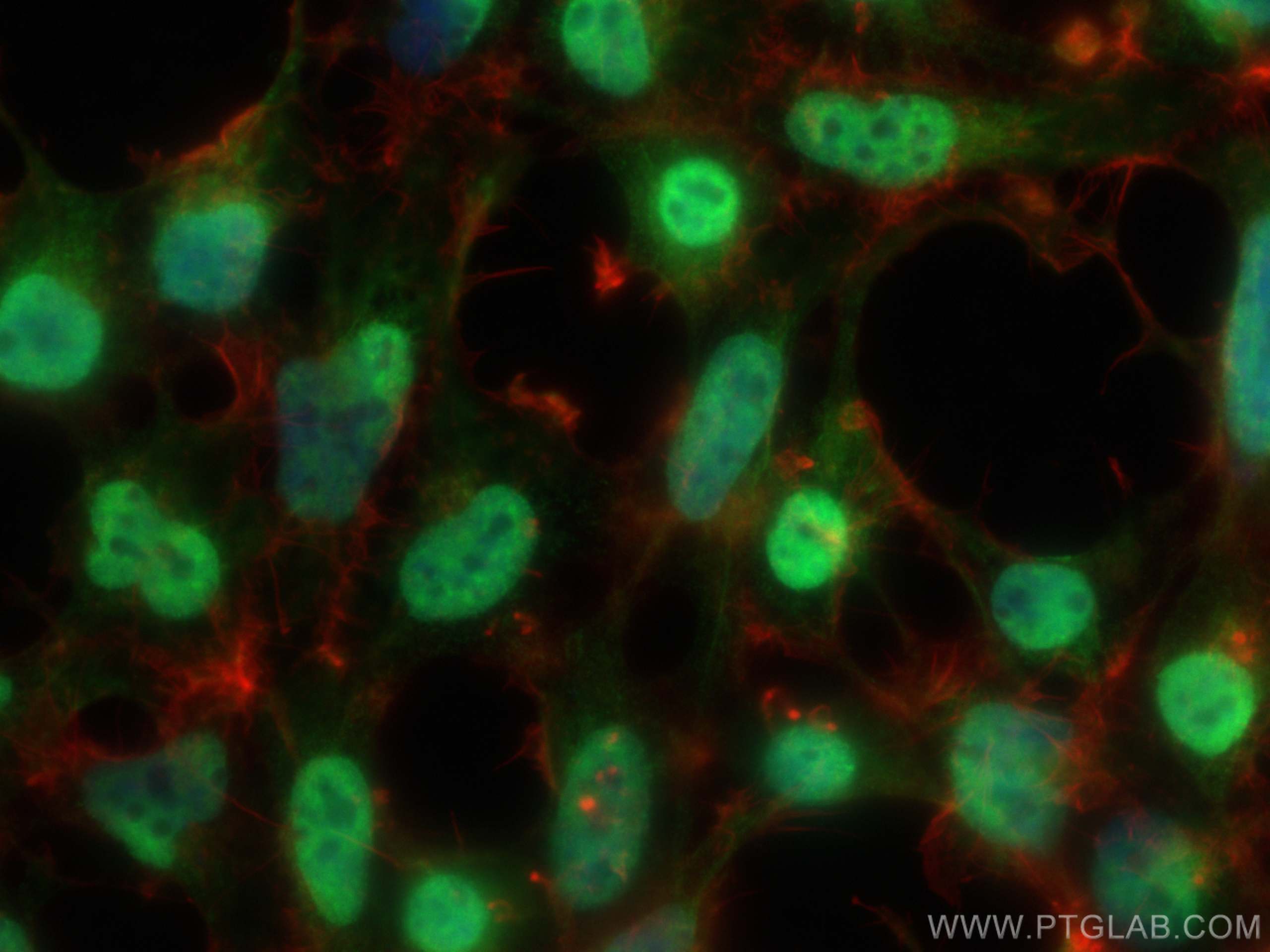 Immunofluorescence (IF) / fluorescent staining of HEK-293 cells using c-MYC Polyclonal antibody (10828-1-AP)