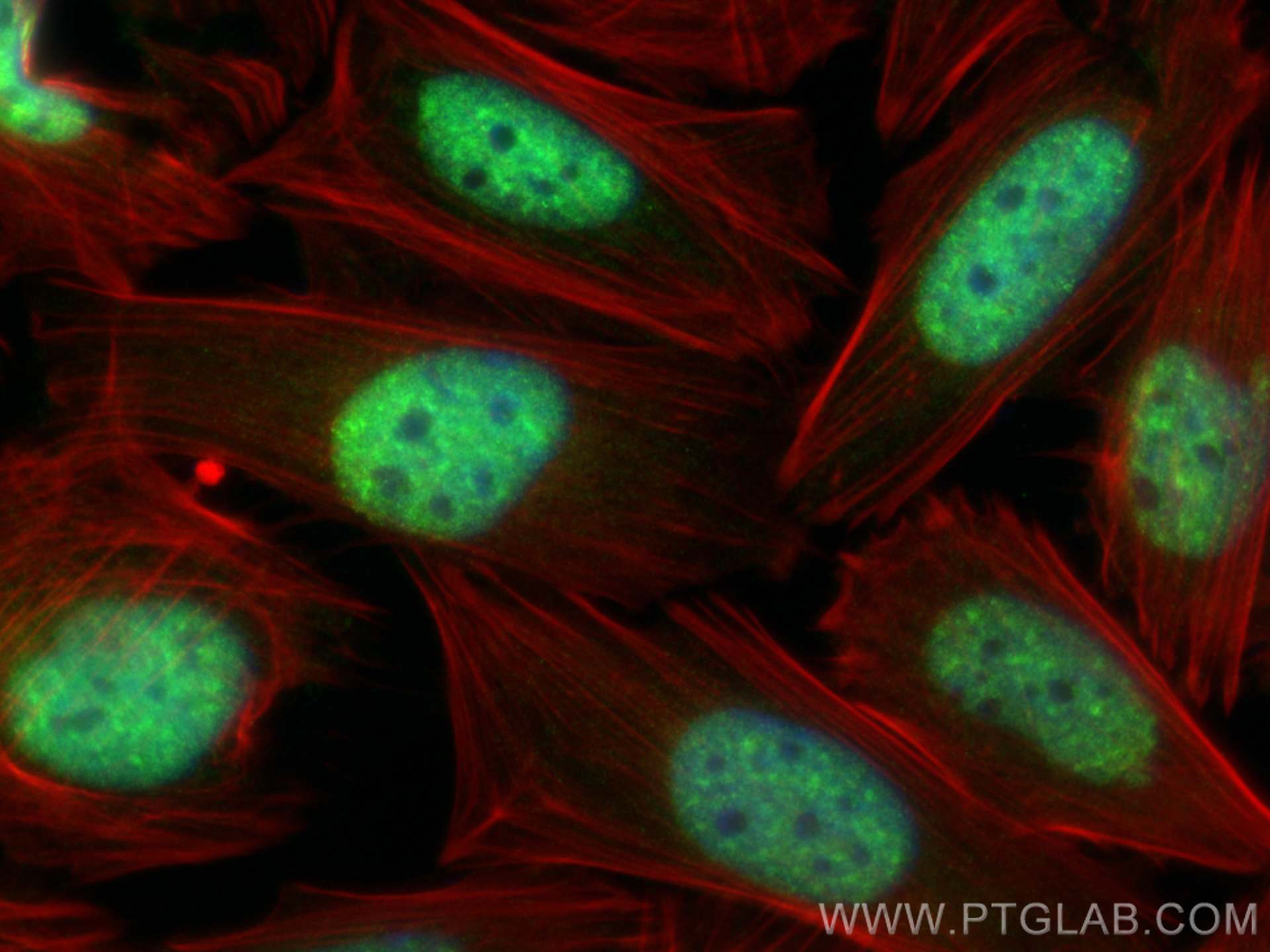 Immunofluorescence (IF) / fluorescent staining of Saos-2 cells using c-MYC Polyclonal antibody (10828-1-AP)