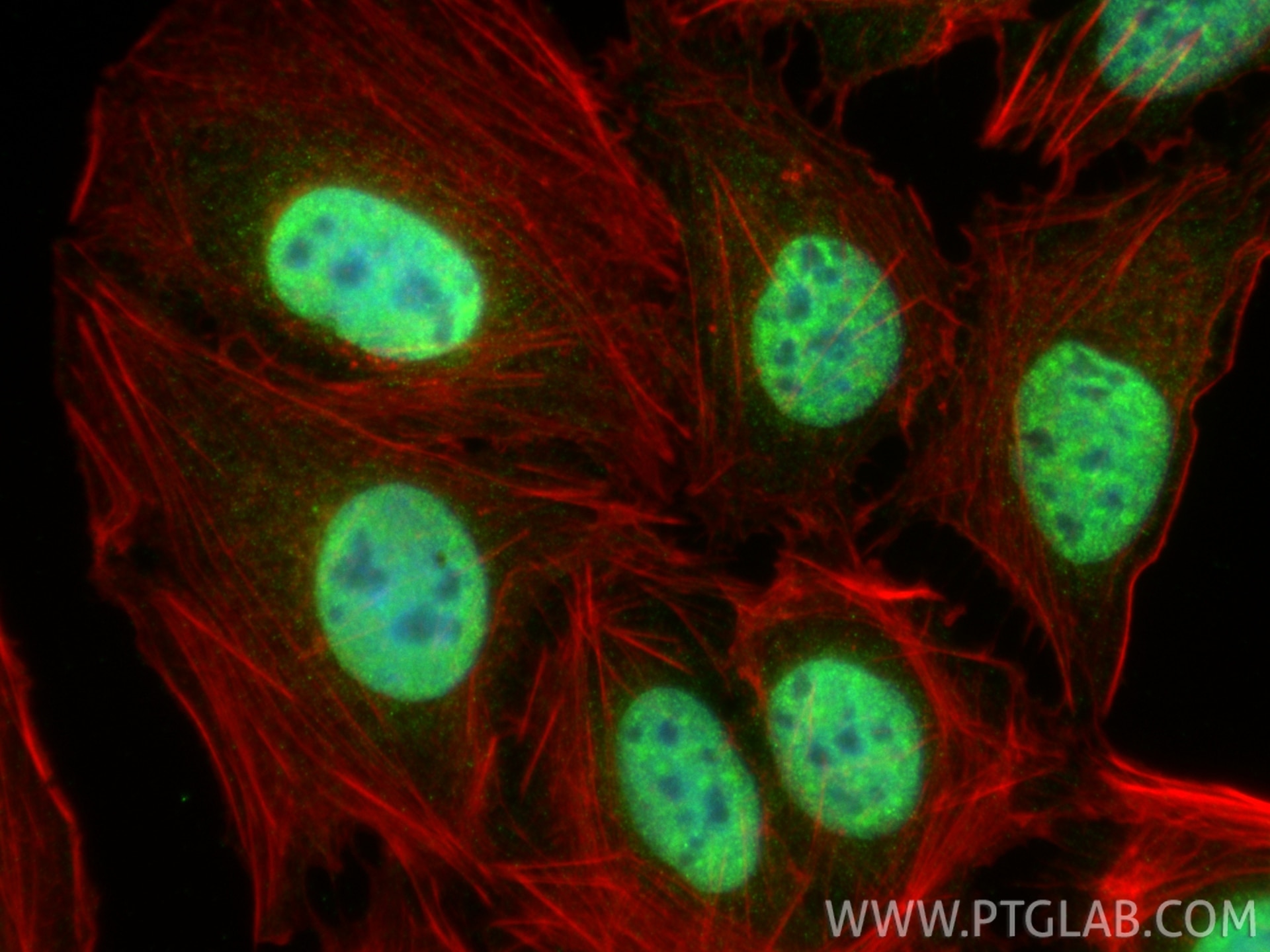 Immunofluorescence (IF) / fluorescent staining of U2OS cells using c-MYC Polyclonal antibody (10828-1-AP)