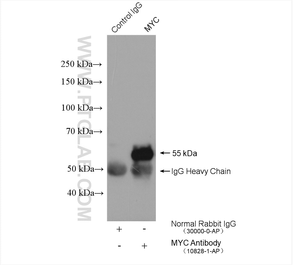 Immunoprecipitation (IP) experiment of MCF-7 cells using c-MYC Polyclonal antibody (10828-1-AP)
