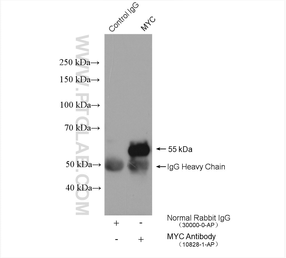 IP experiment of MCF-7 using 10828-1-AP