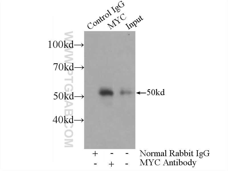 c-MYC Polyclonal antibody