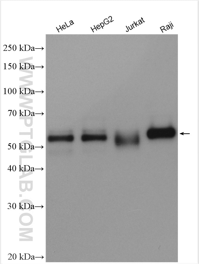 Western Blot (WB) analysis of various lysates using c-MYC Polyclonal antibody (10828-1-AP)