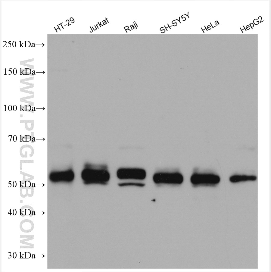 Western Blot (WB) analysis of various lysates using c-MYC Polyclonal antibody (10828-1-AP)