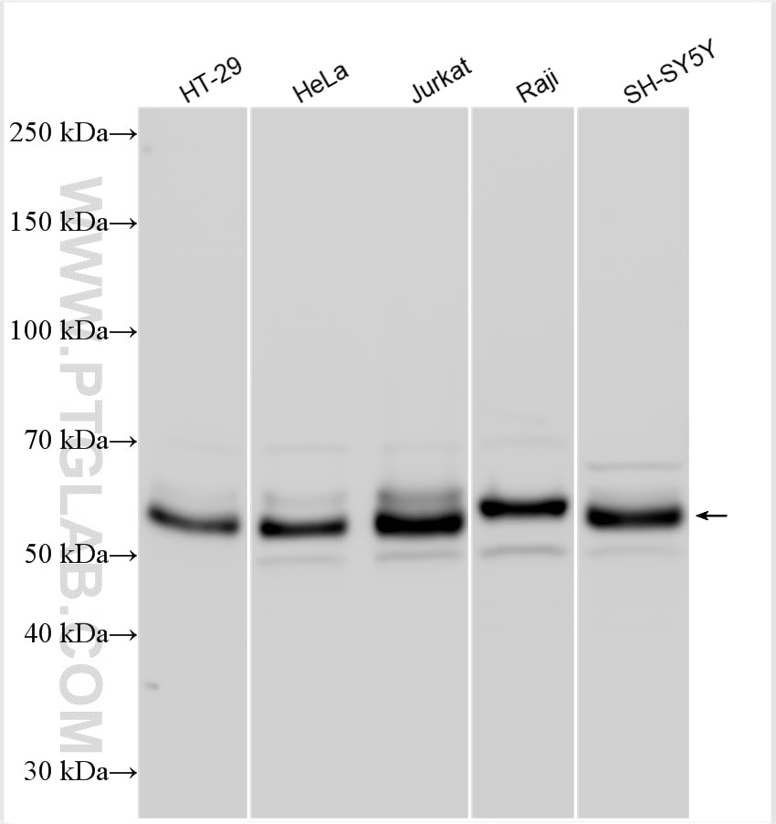 Western Blot (WB) analysis of various lysates using c-MYC Polyclonal antibody (10828-1-AP)