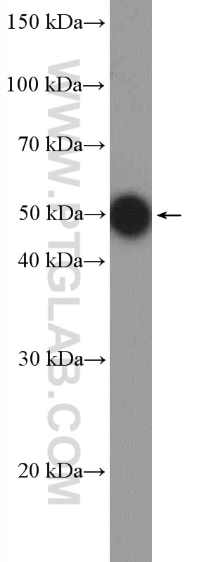 Western Blot (WB) analysis of HL-60 cells using c-MYC Polyclonal antibody (10828-1-AP)