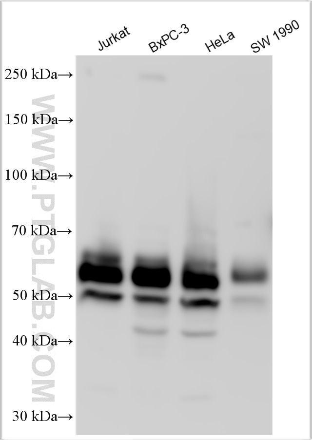 Western Blot (WB) analysis of various lysates using c-MYC Polyclonal antibody (10828-1-AP)