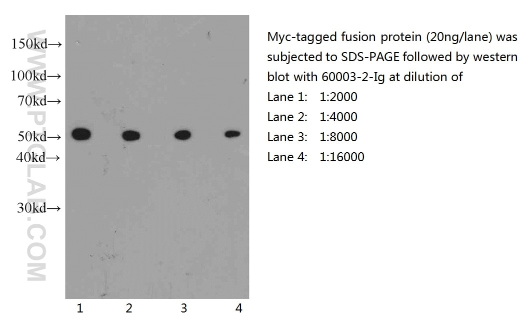 MYC tag Monoclonal antibody