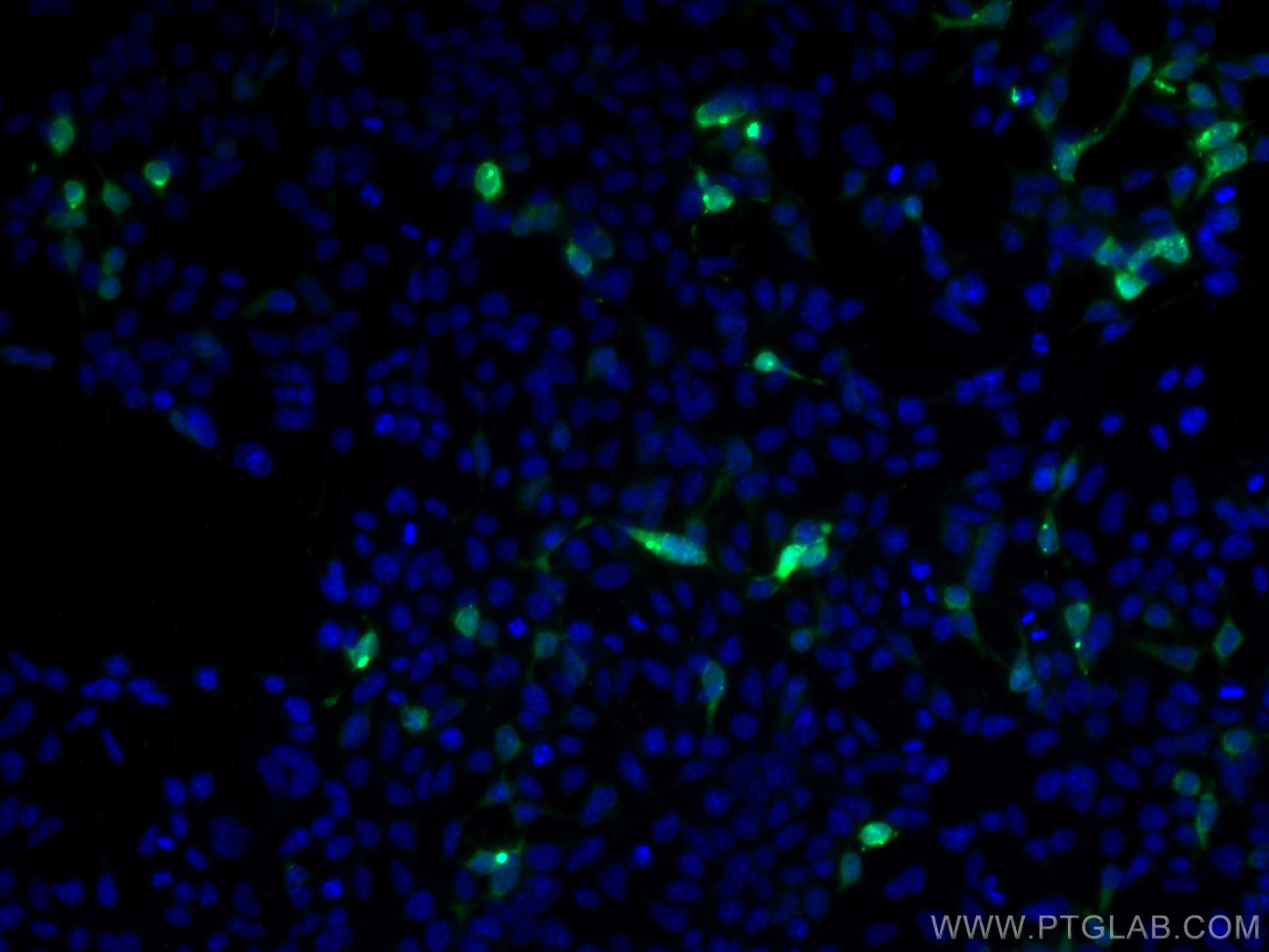 Immunofluorescence (IF) / fluorescent staining of Transfected HEK-293 cells using MYC tag Monoclonal antibody (60003-2-Ig)