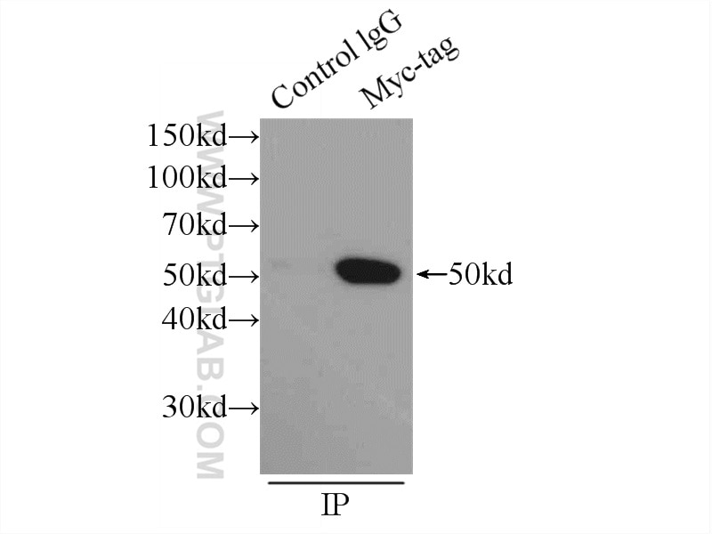 Immunoprecipitation (IP) experiment of Transfected HEK-293 cells using MYC tag Monoclonal antibody (60003-2-Ig)