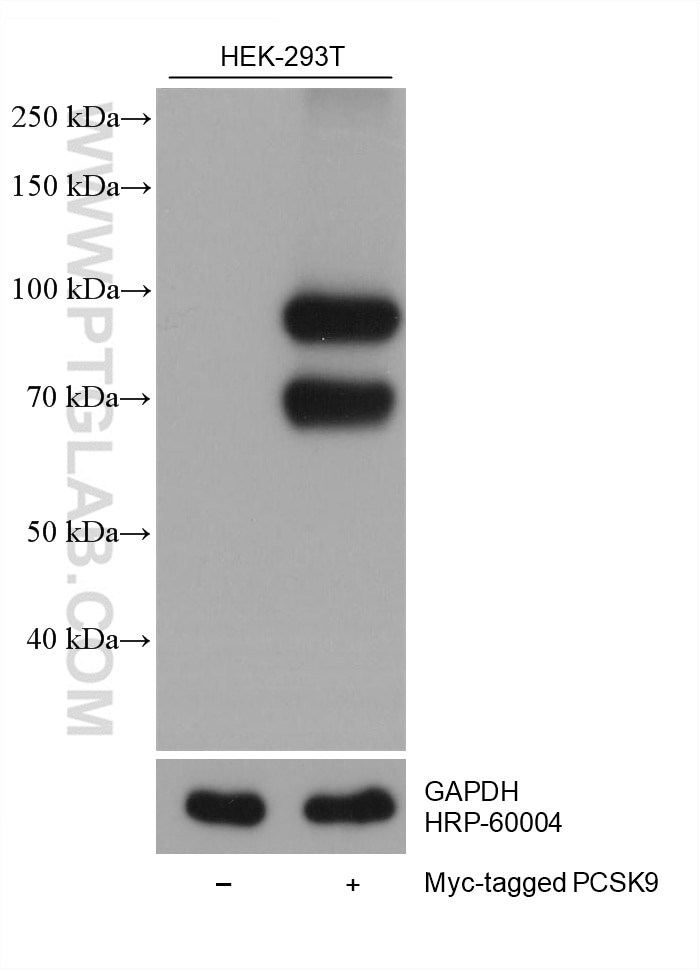 Western Blot (WB) analysis of various lysates using MYC tag Monoclonal antibody (60003-2-Ig)