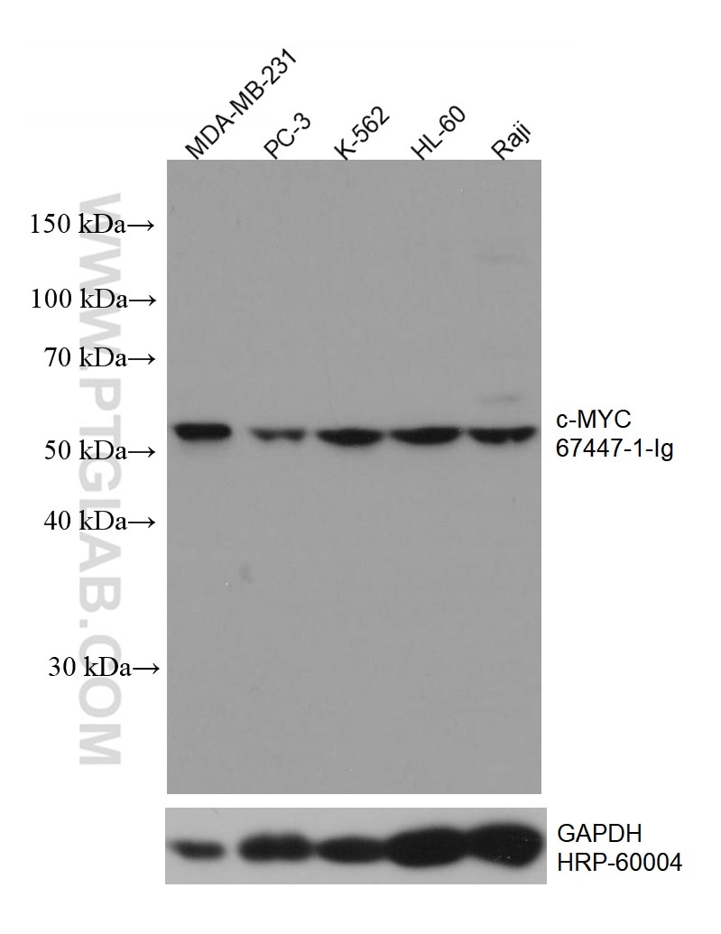 Western Blot (WB) analysis of various lysates using c-MYC Monoclonal antibody (67447-1-Ig)