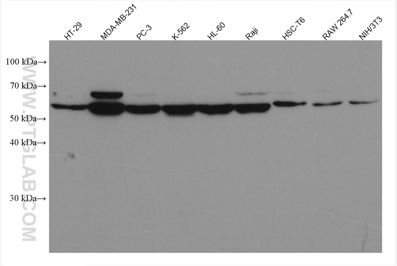 Western Blot (WB) analysis of various lysates using c-MYC Monoclonal antibody (67447-1-Ig)