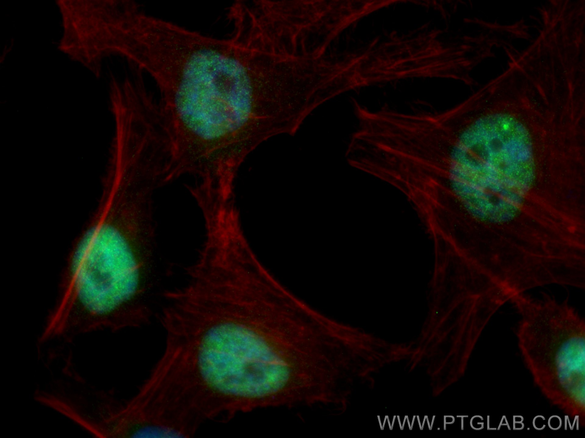 Immunofluorescence (IF) / fluorescent staining of HEK-293 cells using c-MYC Recombinant antibody (80845-1-RR)