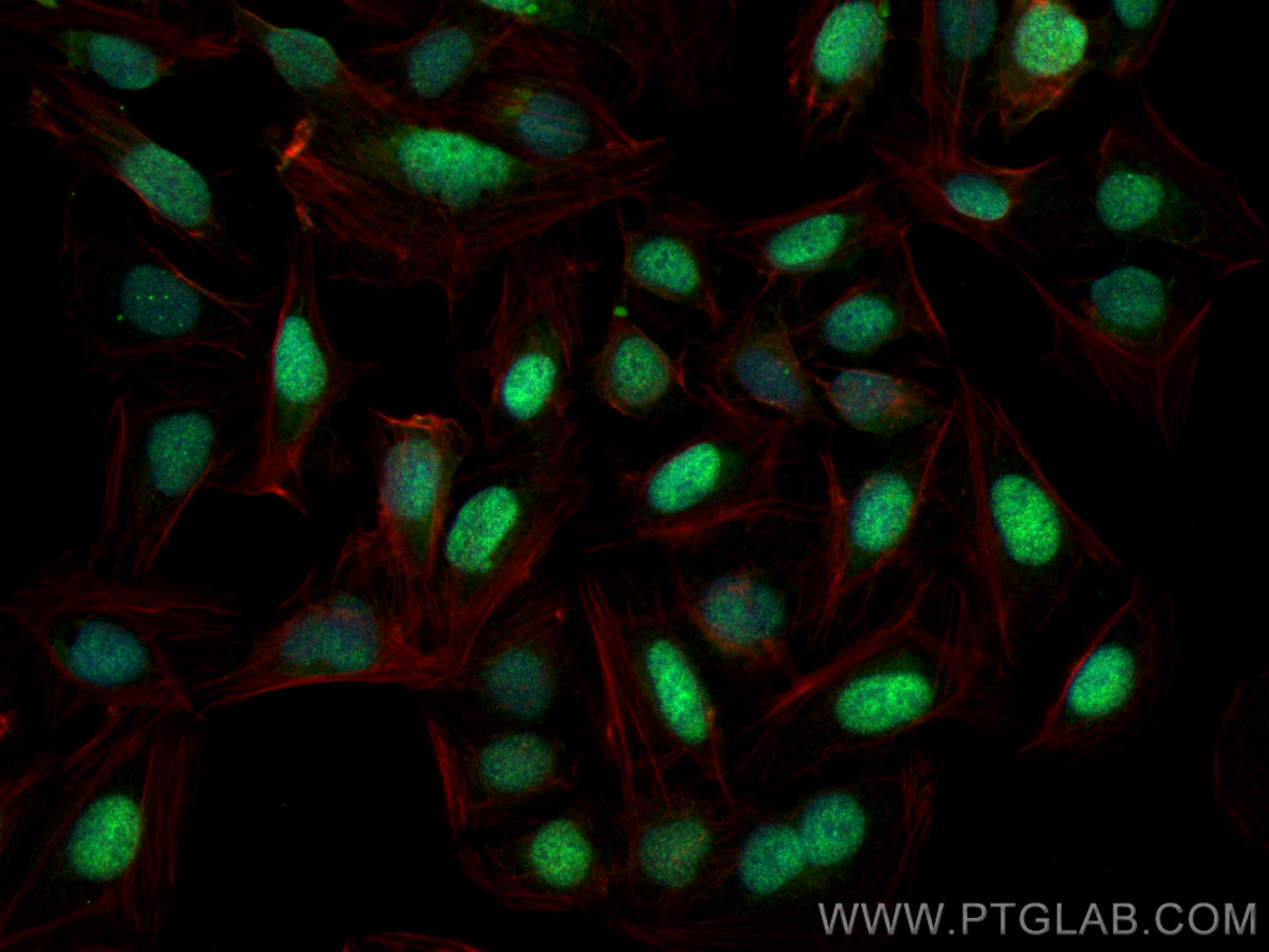 Immunofluorescence (IF) / fluorescent staining of U2OS cells using c-MYC Recombinant antibody (80845-1-RR)