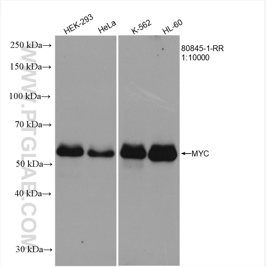 Western Blot (WB) analysis of various lysates using c-MYC Recombinant antibody (80845-1-RR)