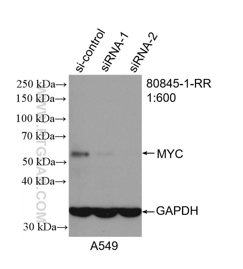 Western Blot (WB) analysis of A549 cells using c-MYC Recombinant antibody (80845-1-RR)