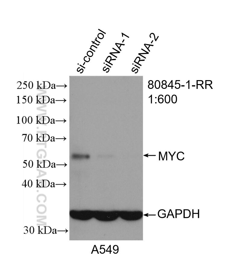 WB analysis of A549 using 80845-1-RR