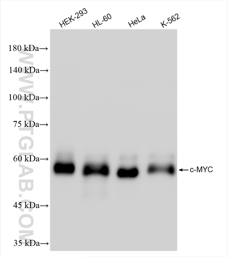 Western Blot (WB) analysis of various lysates using c-MYC Recombinant antibody (80845-1-RR)