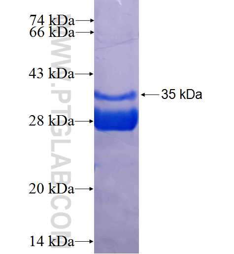 MYC fusion protein Ag24299 SDS-PAGE