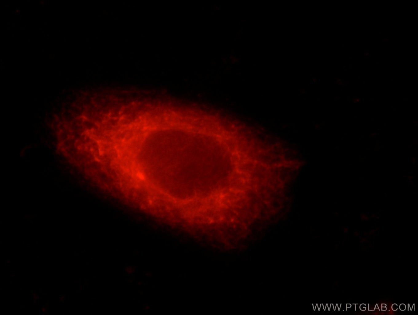 Immunofluorescence (IF) / fluorescent staining of MCF-7 cells using MYC tag Polyclonal antibody (16286-1-AP)