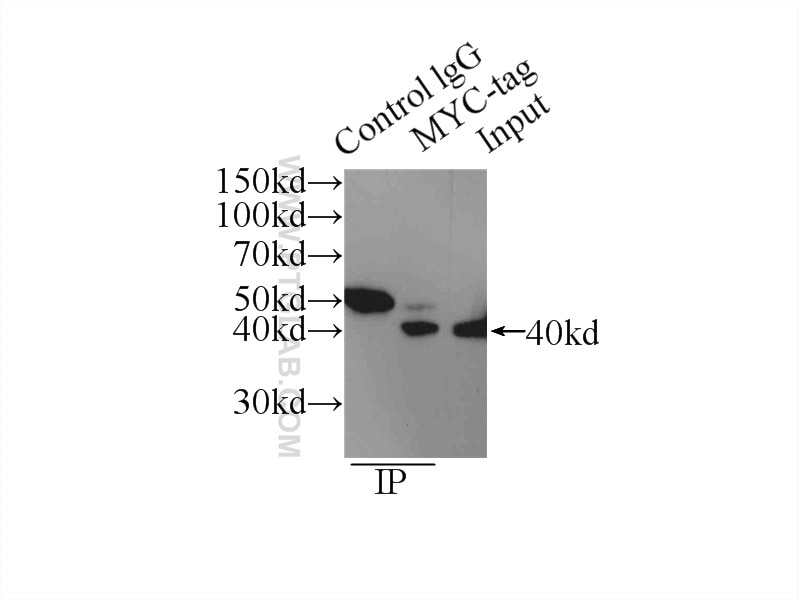 Immunoprecipitation (IP) experiment of Transfected HEK-293 cells using MYC tag Polyclonal antibody (16286-1-AP)