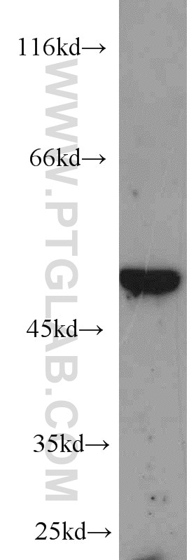 Western Blot (WB) analysis of Recombinant protein using MYC tag Polyclonal antibody (16286-1-AP)