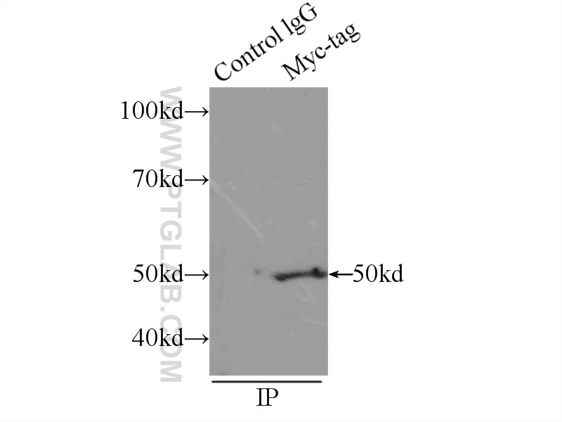 Immunoprecipitation (IP) experiment of Transfected HEK-293 cells using MYC-tag Monoclonal antibody (66004-1-Ig)