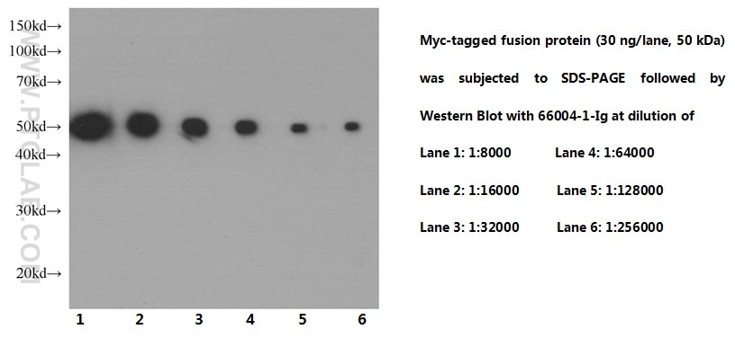 Western Blot (WB) analysis of Recombinant protein using MYC-tag Monoclonal antibody (66004-1-Ig)