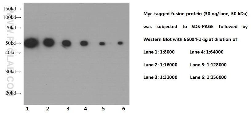 MYC-tag Monoclonal antibody