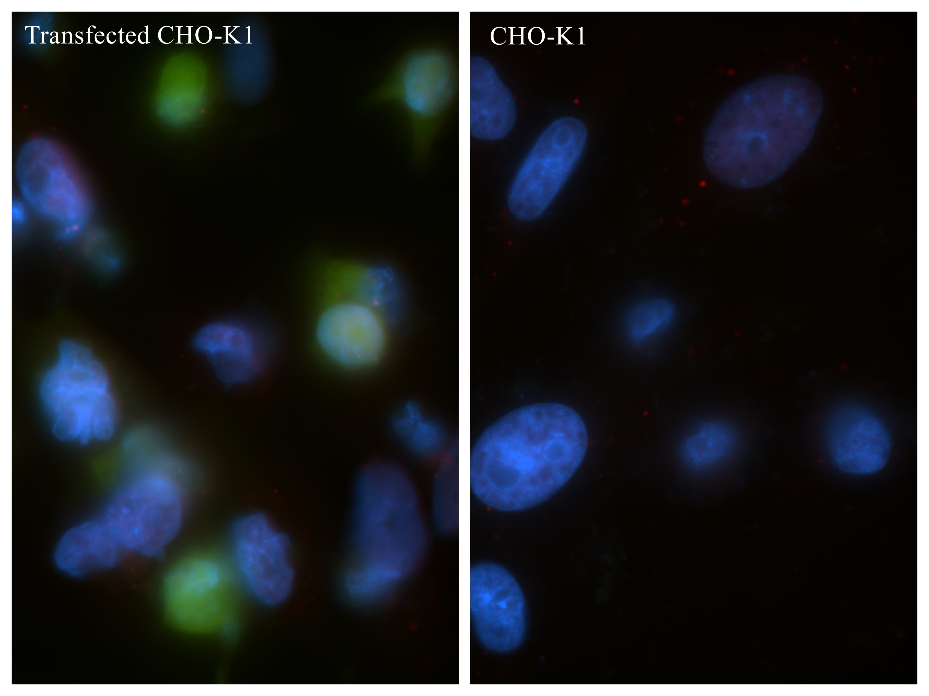 IF Staining of Transfected CHO using 80469-2-RR Immunofluorescence (IF) / fluorescent staining of Transfected CHO using MYC tag Recombinant monoclonal antibody (80469-2-RR)