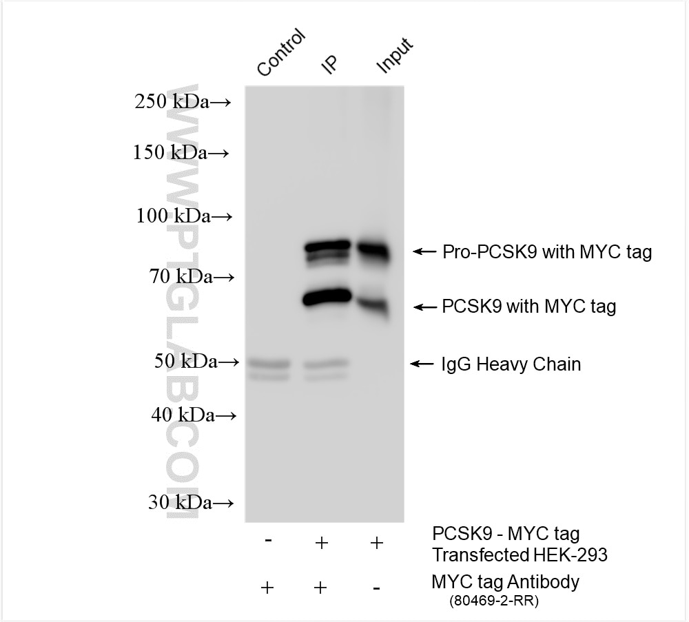 Immunoprecipitation (IP) experiment of Transfected HEK-293 cells using MYC tag Recombinant antibody (80469-2-RR)