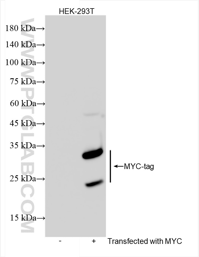 Western Blot (WB) analysis of Transfected HEK-293T cells using MYC tag Recombinant antibody (80469-2-RR)
