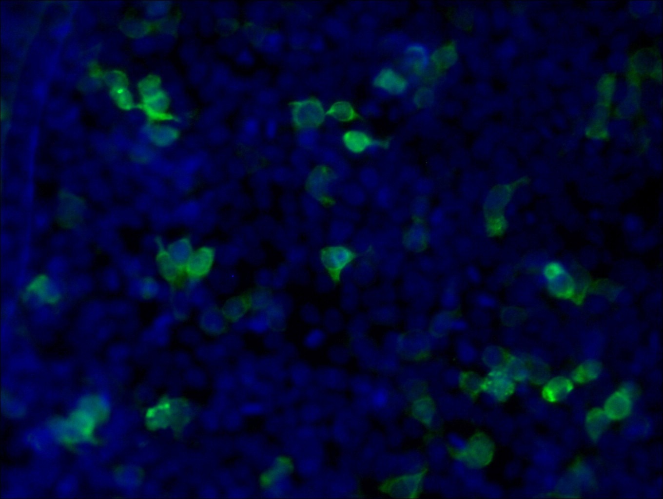 Immunofluorescence (IF) / fluorescent staining of Transfected HEK-293 cells using CoraLite® Plus 488-conjugated MYC tag Monoclonal a (CL488-60003)