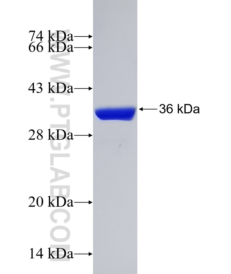 MYC-tag fusion protein Ag9409 SDS-PAGE