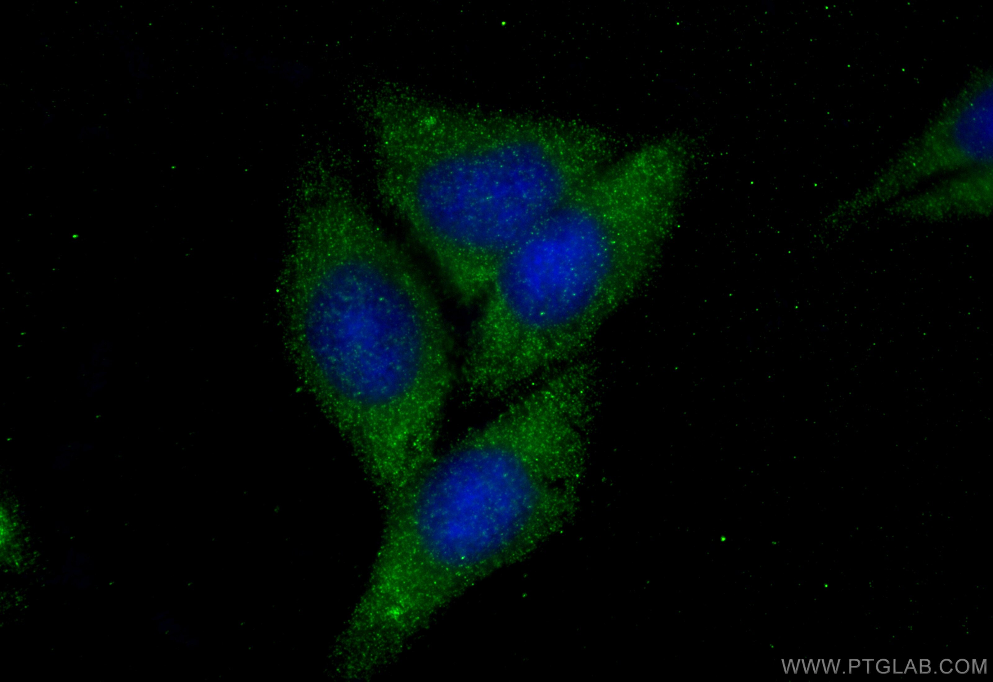 Immunofluorescence (IF) / fluorescent staining of HepG2 cells using MYCBP Polyclonal antibody (12022-1-AP)