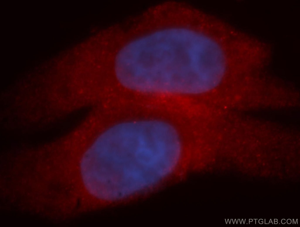 Immunofluorescence (IF) / fluorescent staining of HepG2 cells using MYCBP Polyclonal antibody (12022-1-AP)