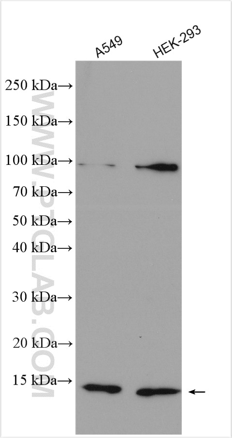 Western Blot (WB) analysis of various lysates using MYCBP Polyclonal antibody (12022-1-AP)