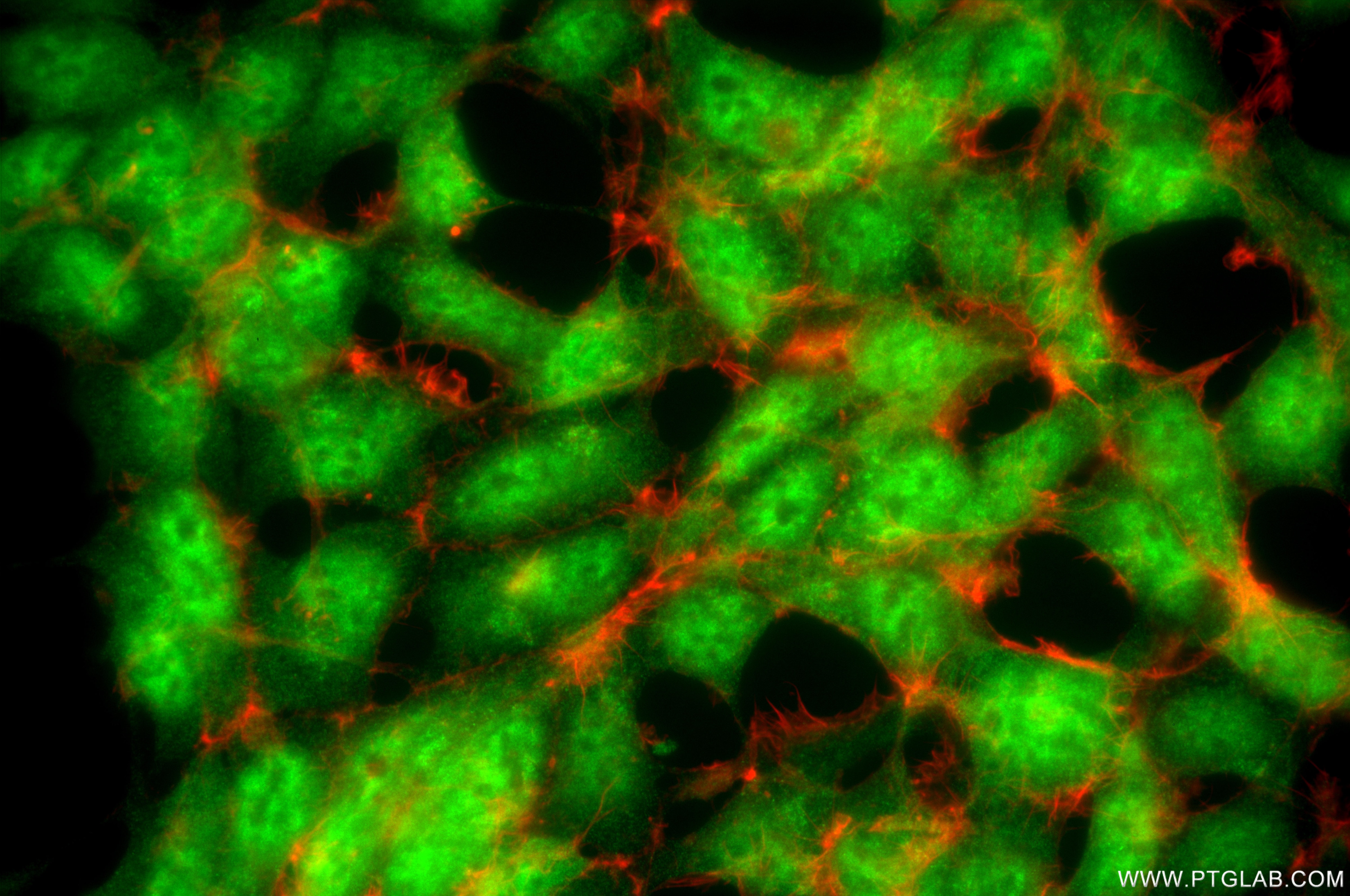 Immunofluorescence (IF) / fluorescent staining of HEK-293T cells using MYCBP Recombinant monoclonal antibody (85891-1-RR)