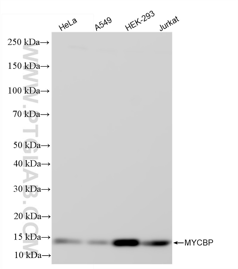 MYCBP